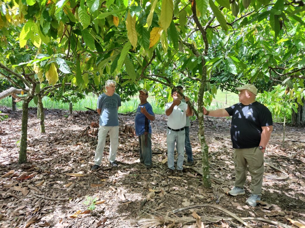 インドネシアとブラジルでの植樹の模様