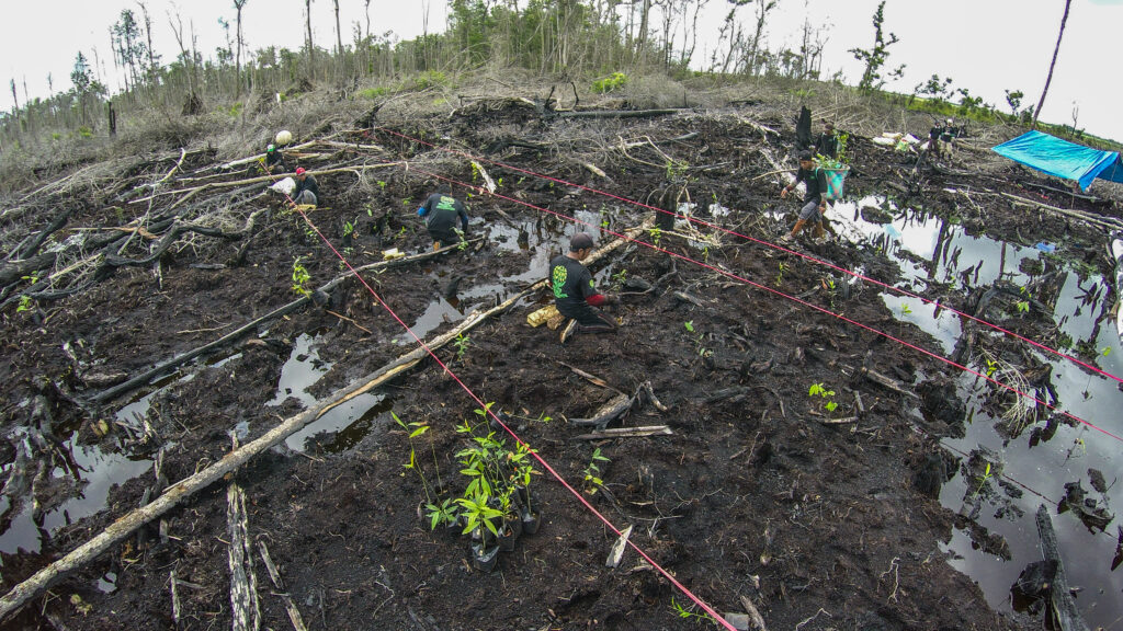 インドネシアとブラジルでの植樹の模様